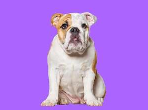 Ranking de razas de perros con más problemas de salud congénita (y cómo prevenir complicaciones) - Mascotas - ABC Color