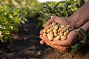 El maní se afianza como cultivo estratégico y apunta a convertirse en pilar de la economía