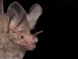 El murciélago que caza ranas por su canto: la asombrosa habilidad del Trachops cirrhosus - Ciencia - ABC Color