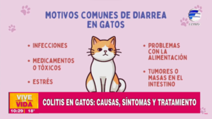 Martes con "M" de mascotas: Hablamos sobre la colitis en gatos