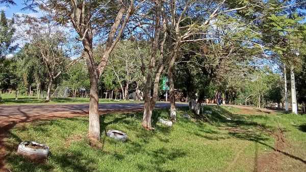 Cordillera: Como un grito ecológico, convocan a sembrar 1.000 plantines