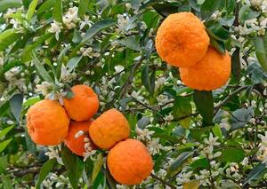 Experto explica diferencias entre el apepu y la naranja hái - La Clave
