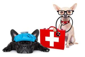 Cómo hacer un botiquín casero de emergencia para perros y gatos - Mascotas - ABC Color