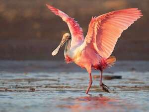 Ituzaingó, la joya argentina del avistamiento de aves: biodiversidad, turismo y naturaleza - Viajes - ABC Color