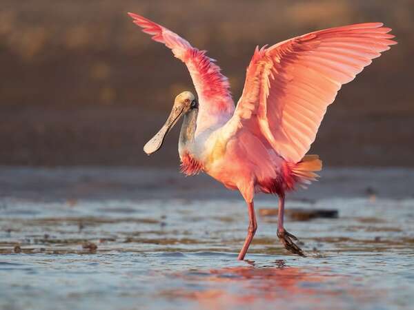 Ituzaingó, la joya argentina del avistamiento de aves: biodiversidad, turismo y naturaleza - Viajes - ABC Color