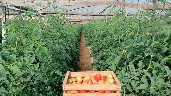 Tomate: productores instan a avanzar en la formalización para reducir intermediarios - Economía - ABC Color