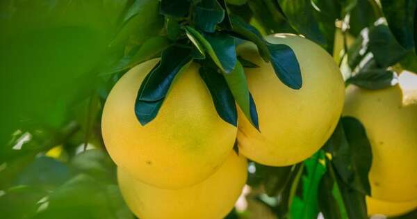 La Nación / Mañana partirá la primera carga de pomelo para su industrialización en Argentina