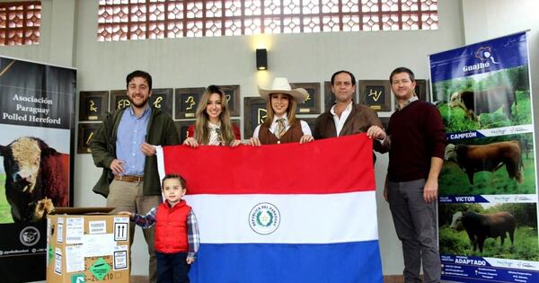 La Nación / Paraguay fortalece su ganadería con genética Polled Hereford importada de Uruguay