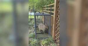 La Nación / “¡La pequeña fugitiva volvió a casa!”: capturan a capibara en China