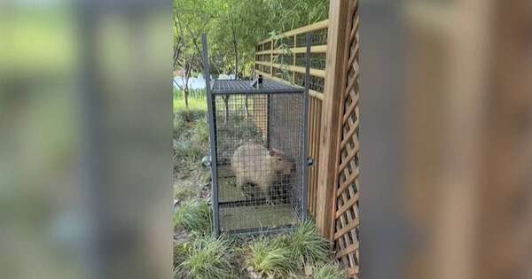 La Nación / “¡La pequeña fugitiva volvió a casa!”: capturan a capibara en China