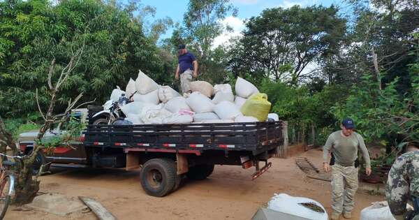 Diario HOY | Senad elimina 18,4 toneladas de marihuana en Capitán Bado