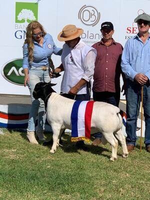 Genética animal nacional conquista mercados internacionales - 1000 Noticias