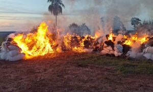 (Video) Desmantelan centro de acopio con 18 toneladas de marihuana en Capitán Bado