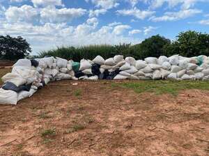 Incautan y destruyen más de 18 toneladas de marihuana picada en Capitán Bado - Nacionales - ABC Color
