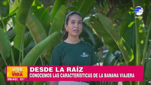 Conocemos las características de la Banana Viajera