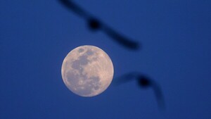 La sonda lunar de la japonesa Ispace llegará a la Luna en los próximos días