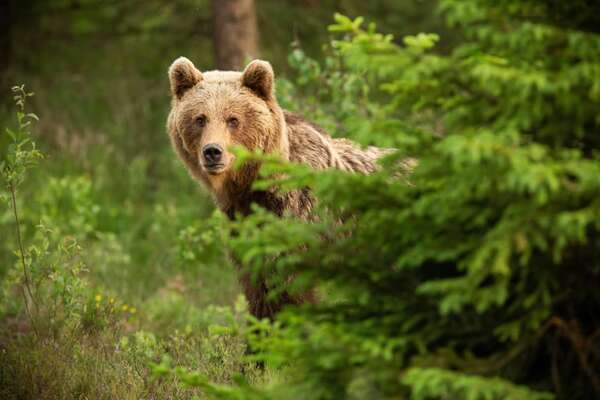 La dieta del oso pardo define su distribución en Europa, según un nuevo estudio - Mundo - ABC Color