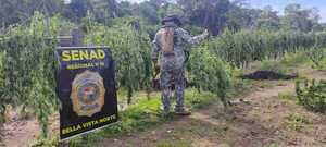 Asestan golpe de USD 2 millones con destrucción de 14 toneladas de marihuana en Amambay - .::Agencia IP::.