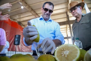 Primera exportación de pomelo a la Argentina - 1000 Noticias