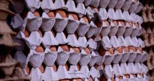 La Nación / Paraguay conquista nuevos mercados y prepara exportación de huevos a Singapur