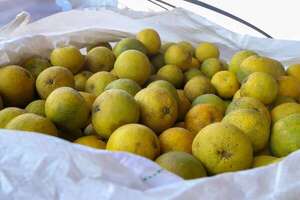 Paraguay logra primera exportación de pomelos frescos a Argentina - Economía - ABC Color