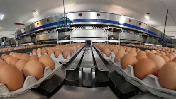 Paraguay concreta exportaci贸n de huevos a Singapur