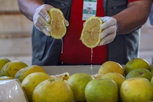 Gobierno celebra primera exportación de pomelo a la Argentina - ADN Digital