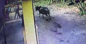 ¡Dramático video! Vacas entraron a una escuela y atacaron a los alumnos - Nacionales - ABC Color