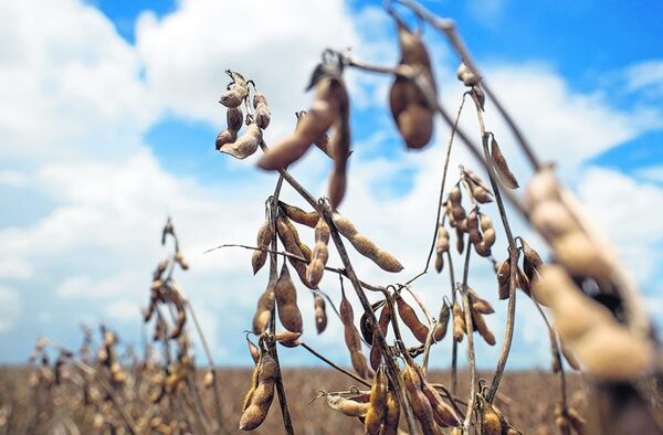Cosecha de soja y maíz en el Chaco con buenos resultados y mucho optimismo