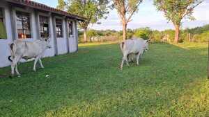 Vacas invaden una escuela y atropellan a dos alumnitos