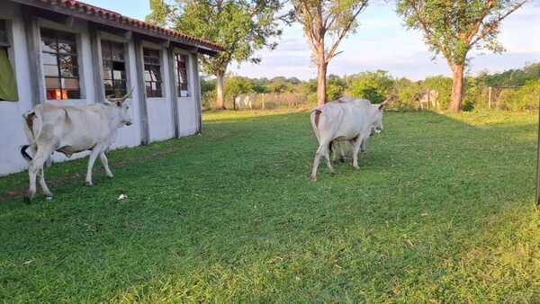 Vacas invaden una escuela y atropellan a dos alumnitos