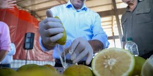 Pequeños productores celebran la primera exportación de pomelos a la Argentina • PARAGUAY TV