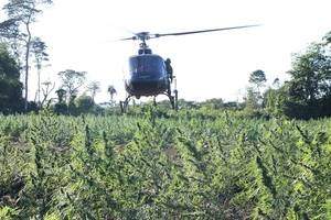 SENAD y Policía Federal ya erradicaron más de 800 toneladas de marihuana en 9 días