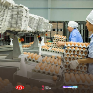 Paraguay abre nuevos mercados con la exportación de huevos a Singapur - «TVS DIGITAL»