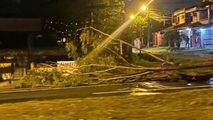 Luque: Árbol caído por tormenta genera caos en el tránsito en la avenida Silvio Pettirossi