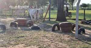 La Nación / Una manada de vacas entró a una escuela y atacó a los niños en San Estanislao