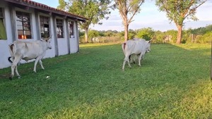 Vacas entraron a escuela y arrollaron a niños en el recreo