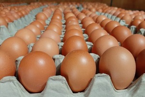 Paraguay se consolida como potencia exportadora: producción de huevos irá a Singapur • PARAGUAY TV