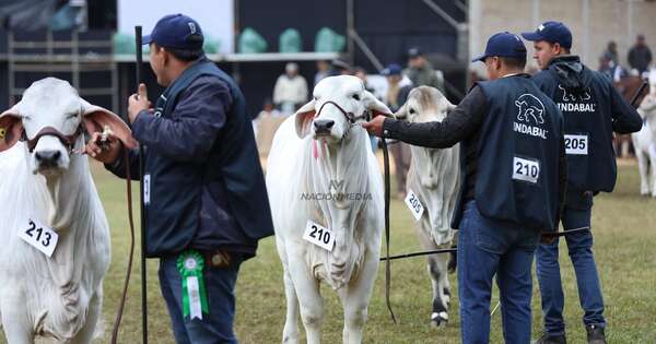 La Nación / Más de 2.600 animales inscritos para la primera edición de la Expo Paraguay