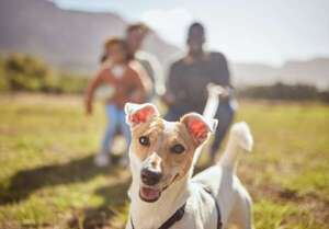 ¿Cuándo es el mejor momento para adoptar una mascota si tenés hijos? - Mascotas - ABC Color