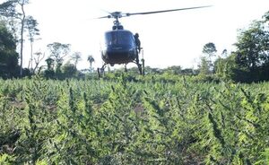 Nueva Alianza 50: pérdida de USD 24,5 millones con destrucción de 816.000 kilos de marihuana