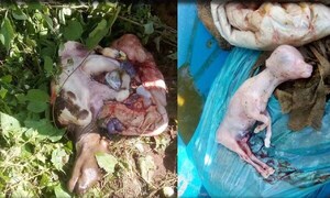 Abigeos faenaron dos vacas preñadas en Coronel Oviedo – Prensa 5