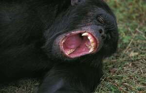 Los bostezos son contagiosos hasta entre chimpancés y androides - Ciencia - ABC Color
