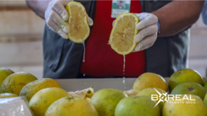 Primera exportación de pomelos: fueron enviadas 29 toneladas a la Argentina | Unicanal