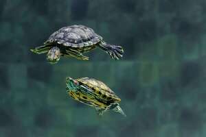Tortugas terrestres vs. acuáticas: en qué se diferencian y cómo cuidarlas bien - Mascotas - ABC Color
