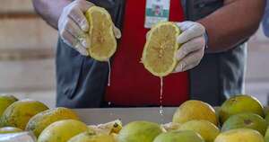 Diario HOY | Paraguay envía los primeros 28 mil kilos de pomelo a Argentina