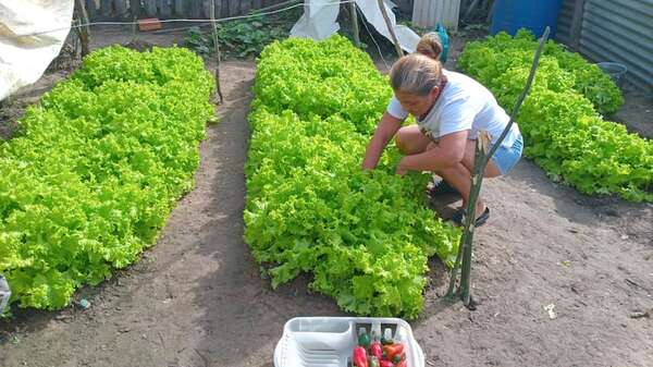 Historias de vida: producción hortícola en pleno aislamiento en Fuerte Olimpo - Noticias del Chaco - ABC Color