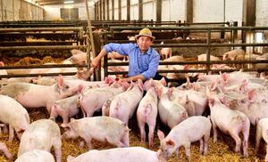 Carne porcina a Taiw谩n: oportunidad para 30.000 peque帽os productores