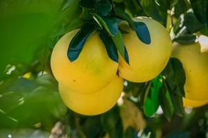 Pomelo paraguayo llega por primera vez al mercado argentino - ADN Digital