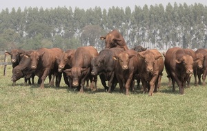 Bangor remata toros, vaquillas preñadas y terneros de Don Pedro, este sábado
